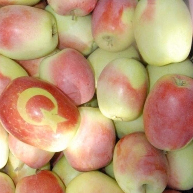 Tüplü Kağızman Uzun Elma Fidanı