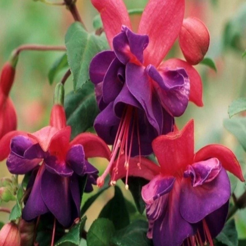 İri Çiçekli General Monk Red Blue Küpe Çiçeği Fidesi (1 adet)