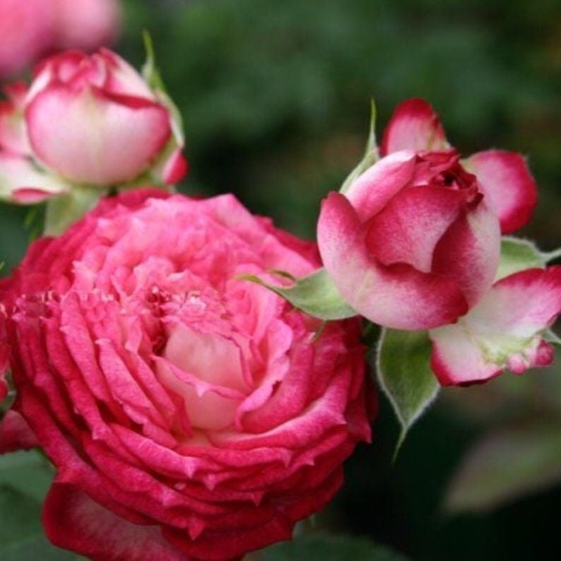 Tüplü Çok Goncalı Yediveren Nicole FC Gül Fidanı