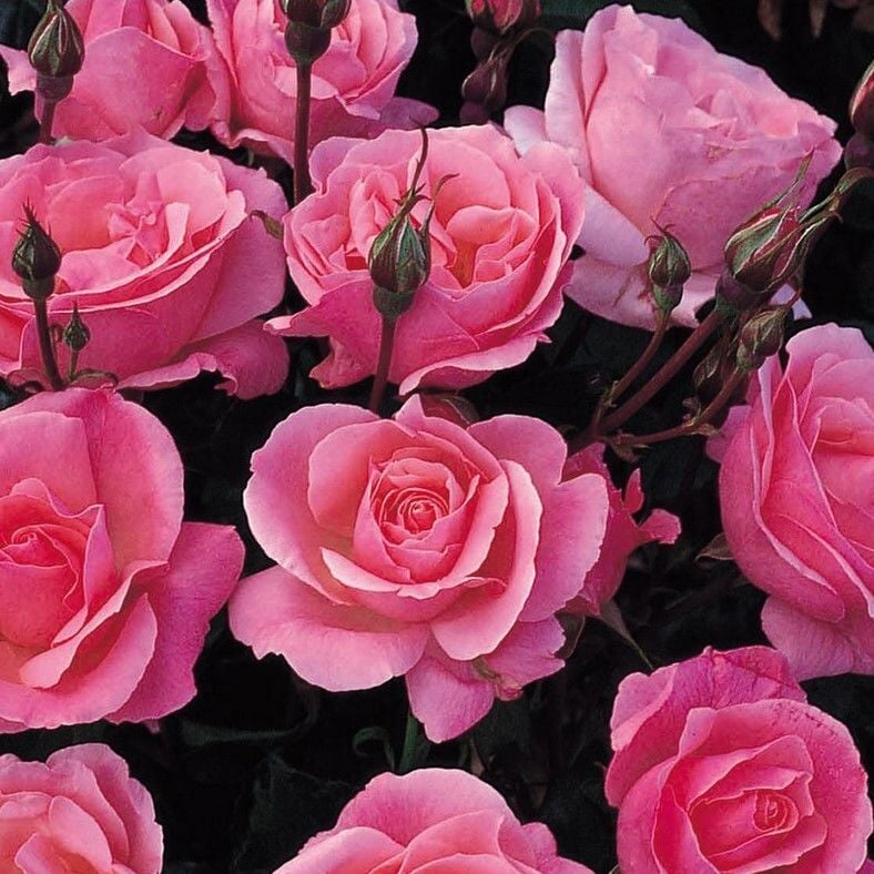 Tüplü Yediveren Çok Goncalı Pink Fc Masal Gül Fidanı