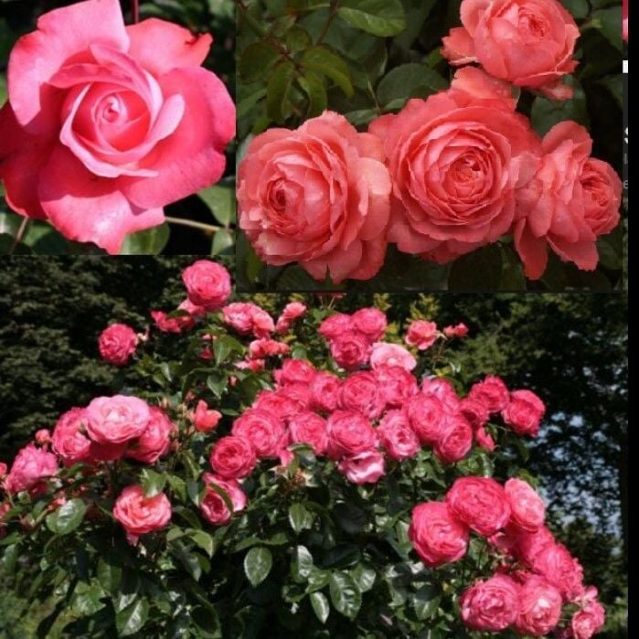 Tüplü Yediveren Çok Goncalı Rosanna Gül Fidanı