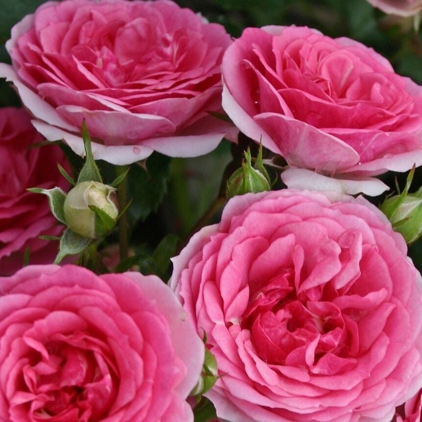 Tüplü Yediveren Çok Goncalı Royal Gül Fidanı