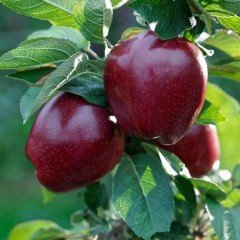 Tüplü Kırmızı Arapkızı Elma Fidanı