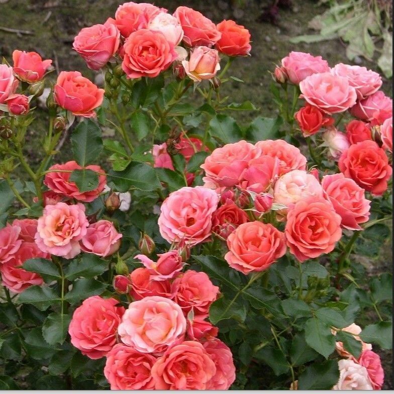 Tüplü Salmon Yediveren Çok Gocalı Masal Gülü Fidanı