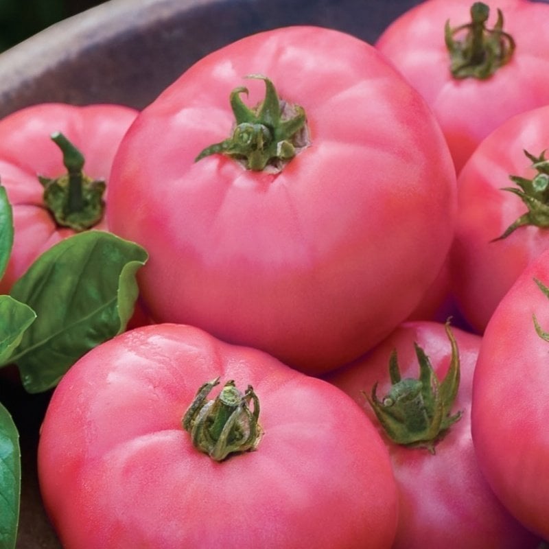 Yarı Sırık Az 81 Dilimli Dev Meyveli Pembe Domates Fidesi (5 adet)