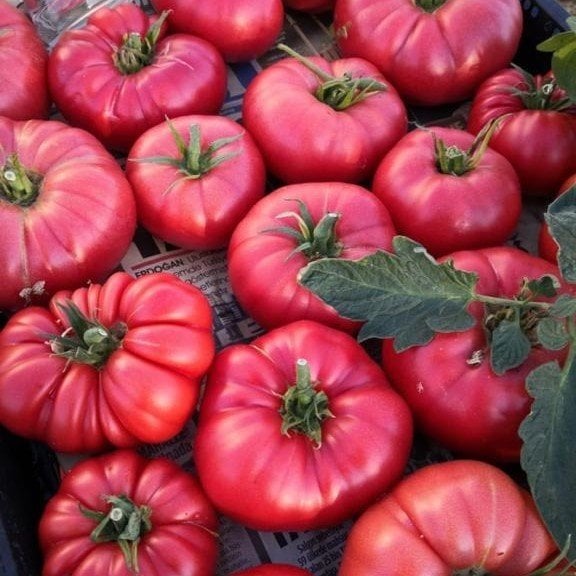 Çok İri Meyveli Sevcan Sırık Pembe Domates Fidesi (5 adet)