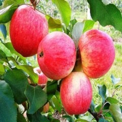 Tüplü Pink Lady Elma Fidanı
