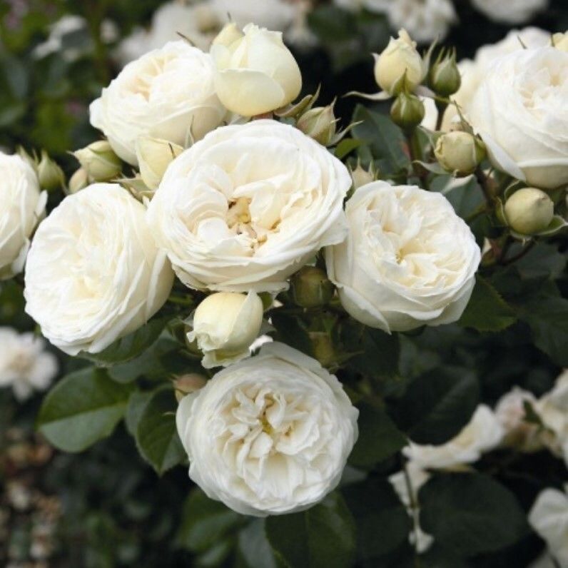 Tüplü Mina Yediveren Gül Fidanı