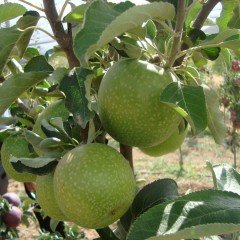 Tüplü Green Granny Smith Yeşil Elma Fidanı