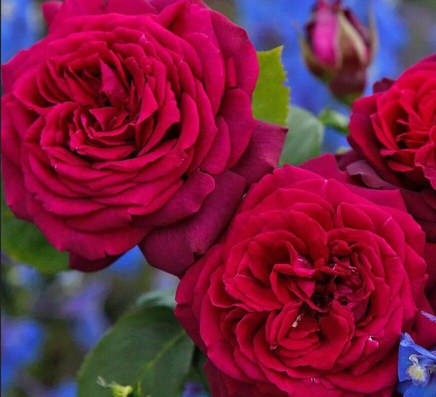 Tüplü İri Goncalı Katmerli Carmine Yediveren Gül Fidanı