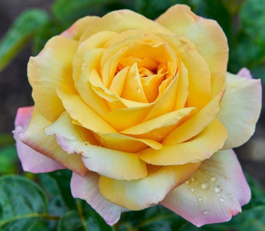 Tüplü Yediveren Kokulu Amazon Yediveren Gül Fidanı