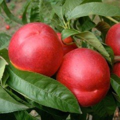 Tüplü Tüysüz Amiga Nektarin Fidanı