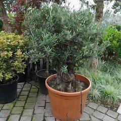 Saksıda Çok Yaşlı Bodur Tipte Gemlik Zeytin Ağacı (20-30 Yaş)