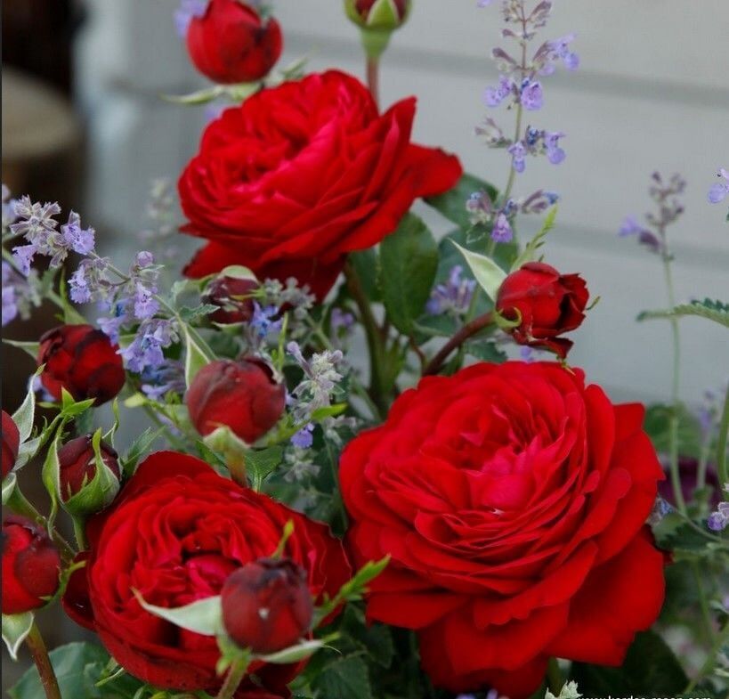 Tüplü Katmerli Yediveren Çok Goncalı Tiamo Gül Fidanı