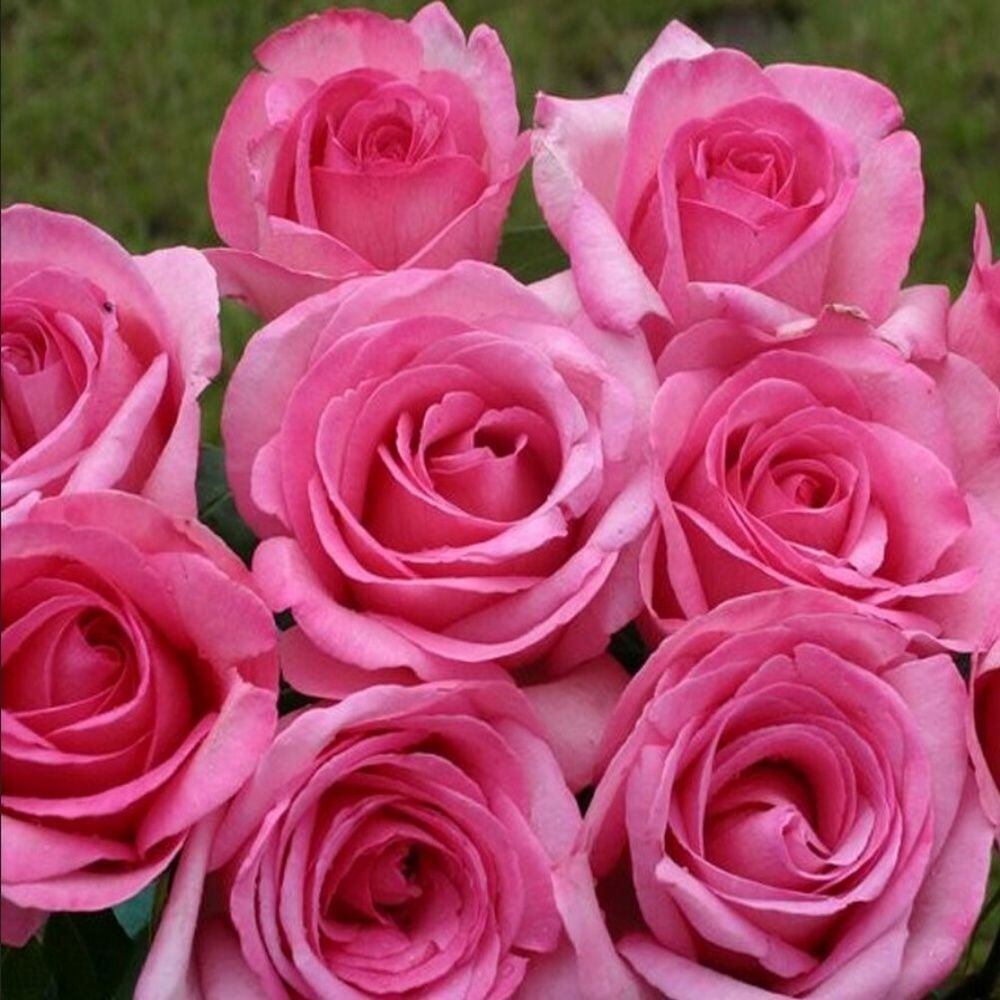 Tüplü Yediveren Sweet Parole Yoğun Kokulu Gül Fidan