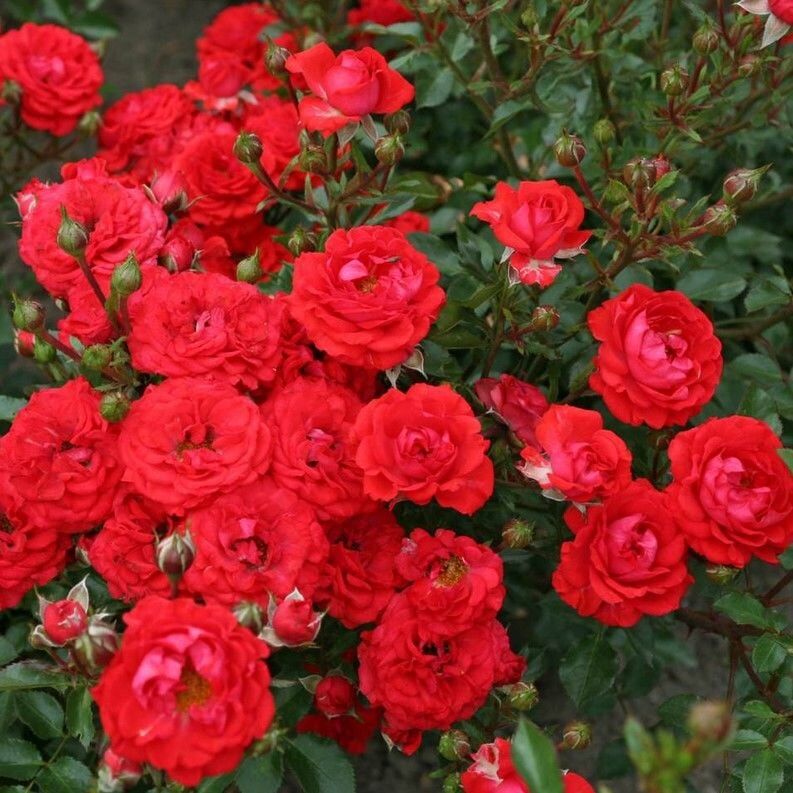 Tüplü Yer Örtücü Soğukklara Dayanıklı Zwergenfee Yediveren Gül Fidanı