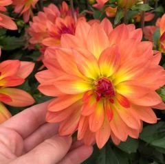İri Katmerli Çiçekli Power Yellow Orange  Yıldız Dahlia Çiçeği Fidesi (2 adet)