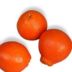 Tüplü Soğuklara Dayanıklı Bol Sulu Honeybell Mineola Tangerine Fidanı