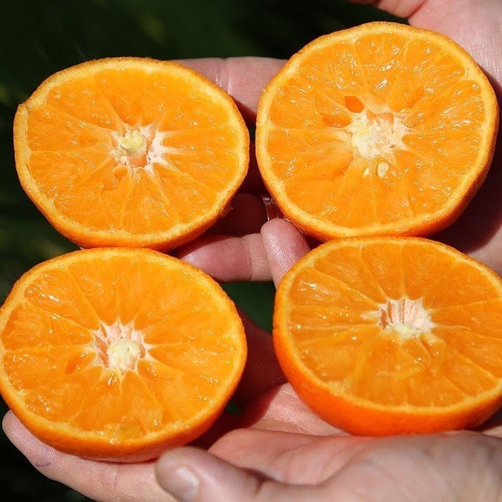 Tüplü Çekirdeksiz Lane (Late) Portakal Fidanı