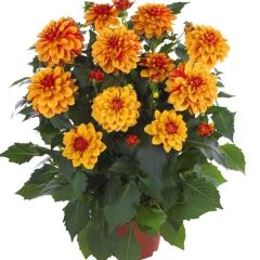 İri Katmerli Çiçekli Power Bronze Bicolor Yıldız Dahlia Çiçeği Fidesi (2 adet)