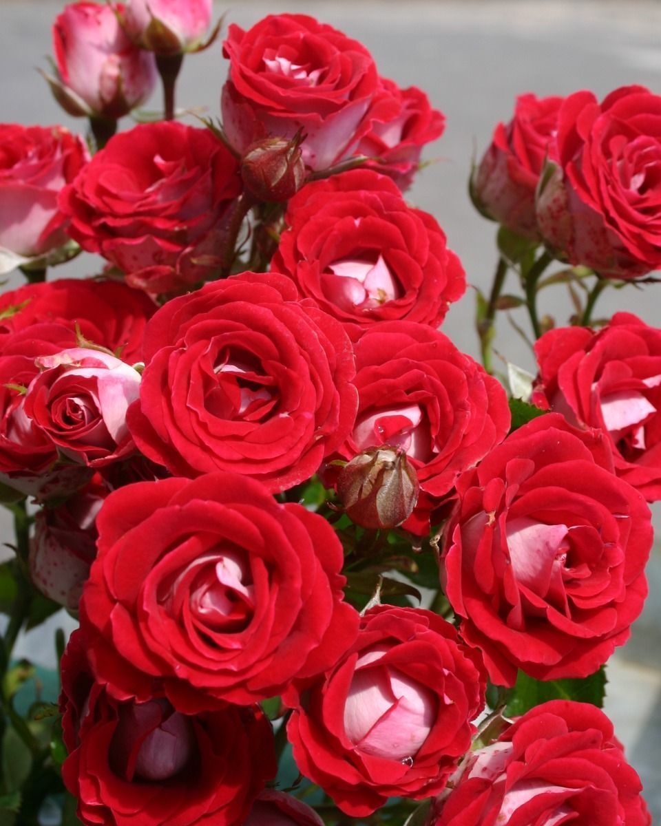 Tüplü Nadir Kokulu Rose Schöne Koblenzerin Yediveren Gül Fidanı