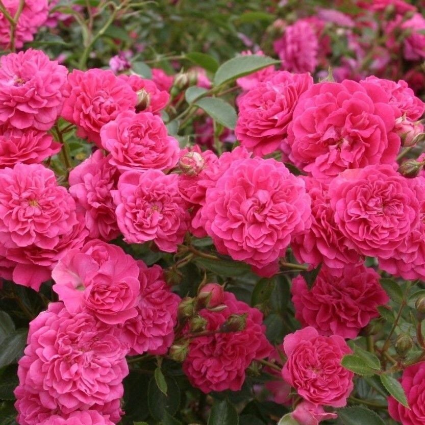 Tüplü Kokulu Çok Goncalı Yayılıcı Kokulu Roxy Gül Fidanı