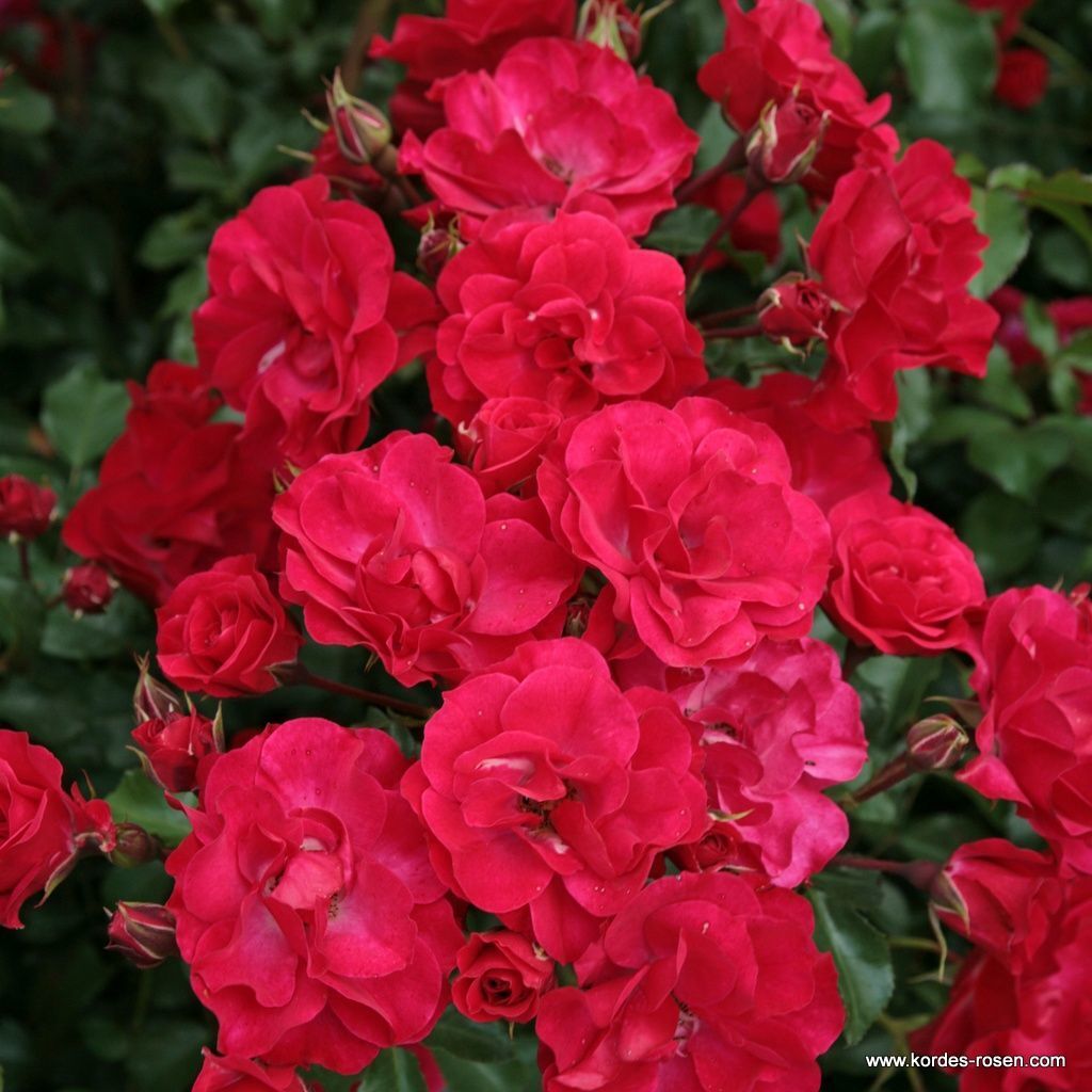 Tüplü Kokulu Çok Goncalı Yayılıcı Rotilia Gül Fidanı