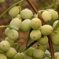İri Meyveli Sarı Ulak Zeytin Fidanı