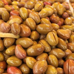 Tüplü Salamuralık  İri Meyveli Domat Zeytin Fidanı