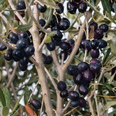 Gemlik Etli Salamuralık Trilye Zeytin Fidanı