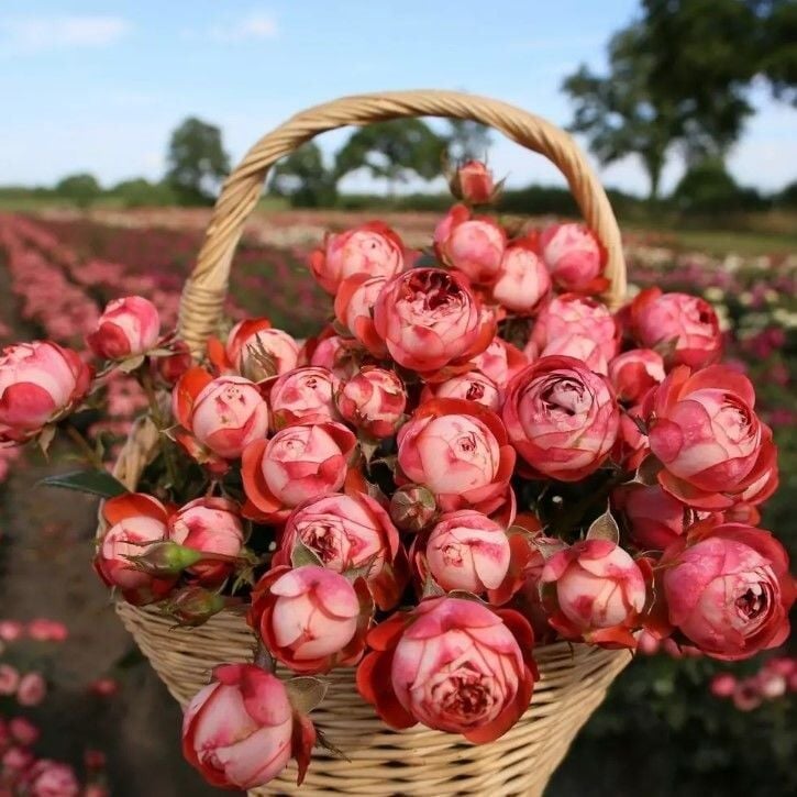 Tüplü Çok Goncalı Kokulu Pompeji Yediveren Gül Fidanı