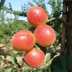 Tüplü Alyanak Al Kayısı Fidanı