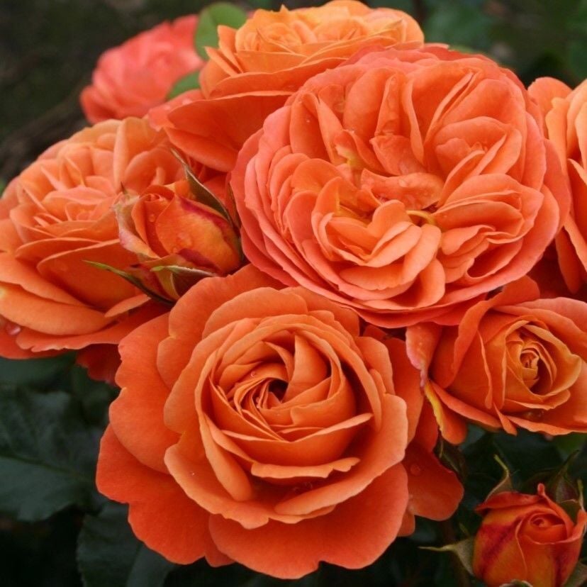 Tüplü Çok Goncalı Yer Örtücü Yayılıcı Phoenix Kokulu Yediveren Kokulu Gül Fidanı