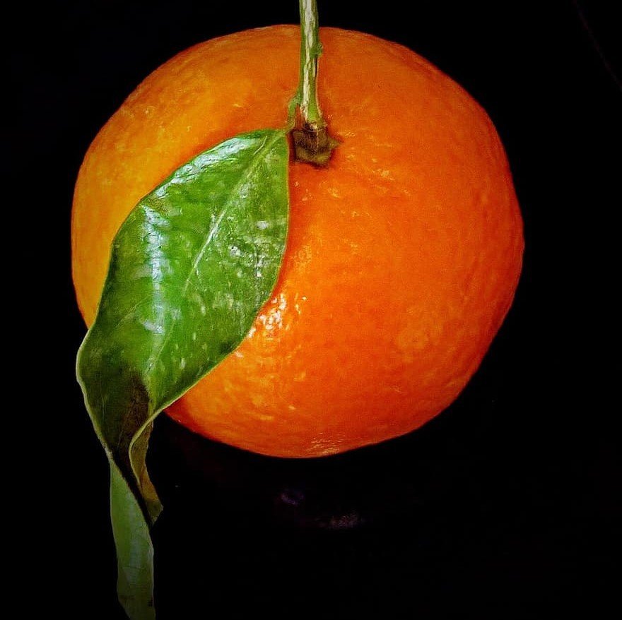 Tüplü Washıngton Portakal Fidanı