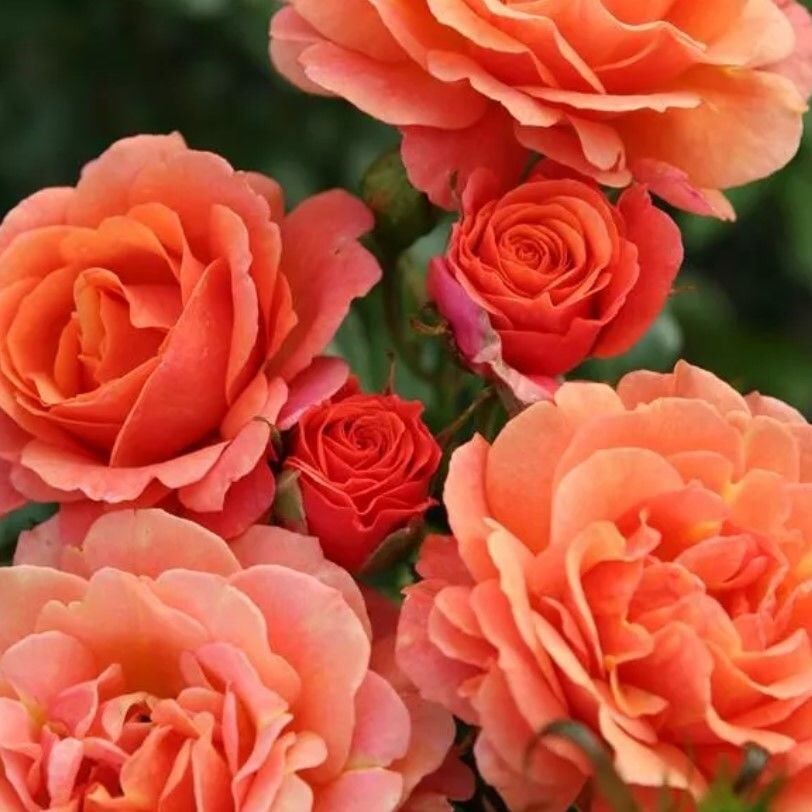 Tüplü Kordes Çok Goncalı Orange Juwel Yediveren Gül Fidan