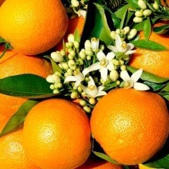 Tüplü Çok Yaşlı Bodur Saksılık Rize Portakal Fidanı (3-4 Yaş)