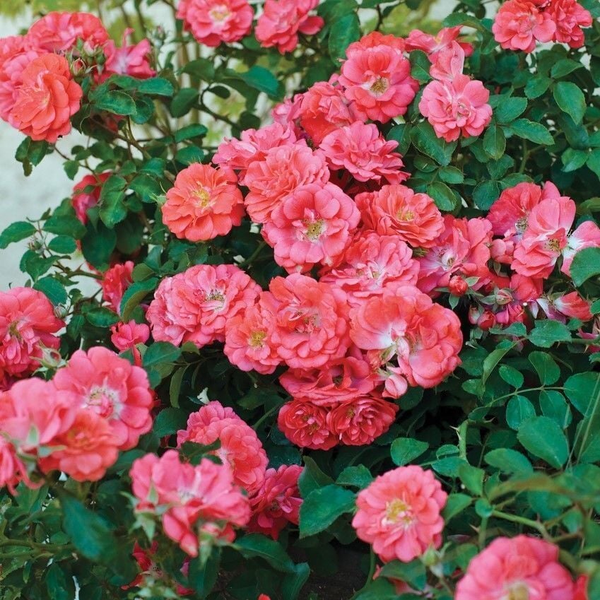 Tüplü Yediveren Çok Goncalı Macarena Gül Fidanı Yer Örtücü