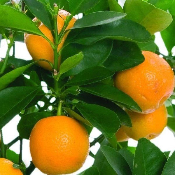 Tüplü Rize Portakalı Fidanı