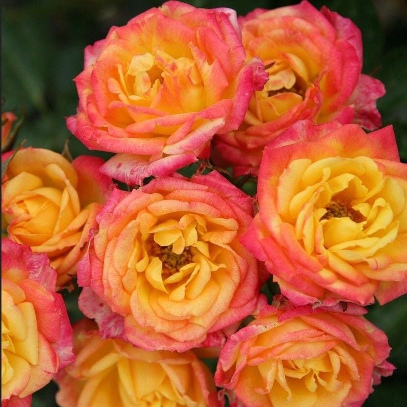 Tüplü Yediveren Çok Goncalı Littel Sunset Gül Fidanı