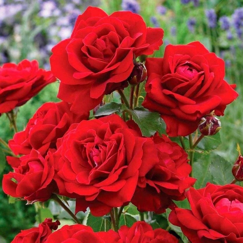 Tüplü Kırmızı Jugendliebe Kokulu Yediveren Gül Fidanı