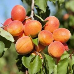 Tüplü Şekerpare Kayısı Fidanı