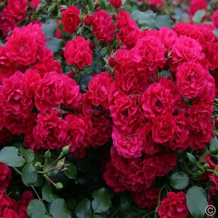 Tüplü Çok Goncalı Yediveren Gartnerfreude Yer Örtücü Kırmızı Gül Fidanı