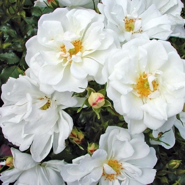 Tüplü Çok Goncalı Diamant Yediveren Gül Fidanı