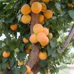 Tüplü Erkenci Ninfa Kayısı Fidanı