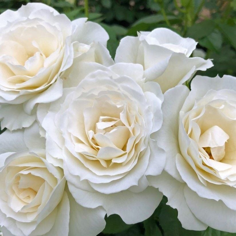 Tüplü Çok Goncalı Baby Schneewitchen Yediveren Gül Fidanı