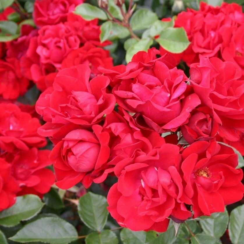 Tüplü Çok Goncalı Andalusienn Yediveren Gül Fidanı