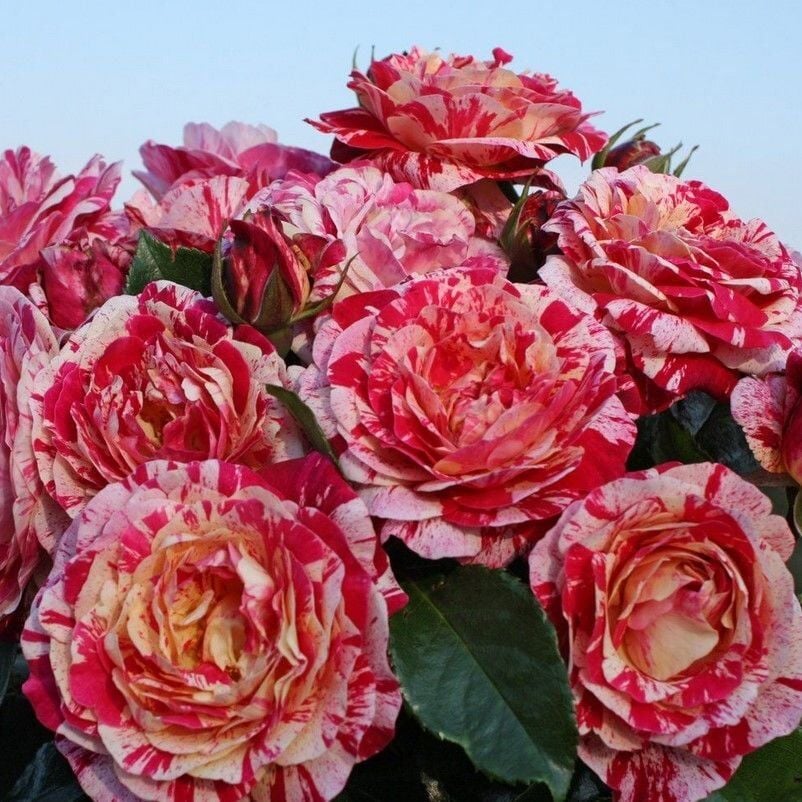 Tüplü Abracadabra Çok Goncalı Yediveren Gül Fidanı