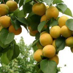 Tüplü Iğdır Şalağı Kayısı Fidanı