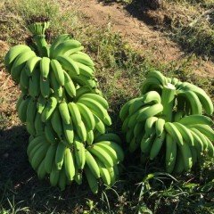 Tüplü Bodur Saksılık Muz Fidanı Musa Cavendish (Sınırlı Stok)
