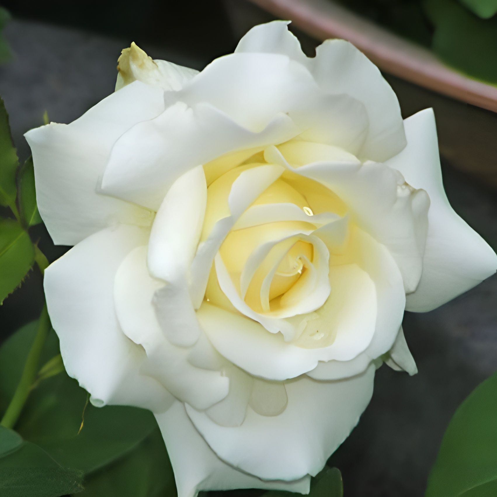 Tüplü Yediveren İri Goncalı Vivaldi Gül Fidanı